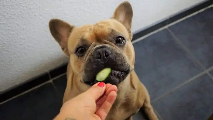 French Bulldog eating cucumber from a hand