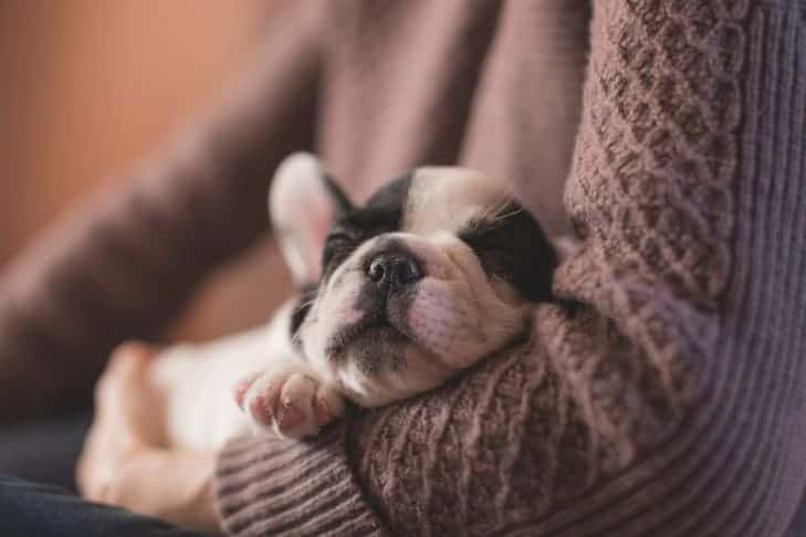 French Bulldog puppy in mommies arms