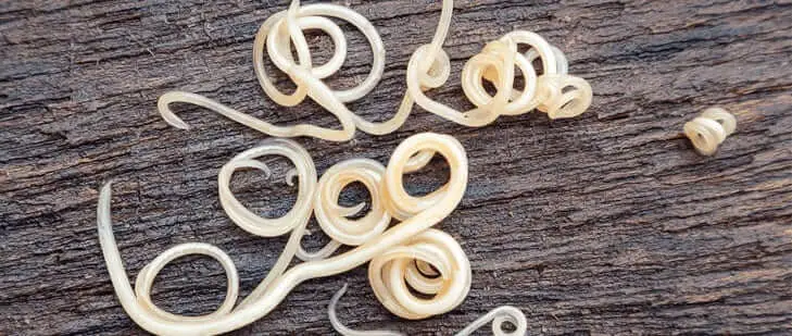 Picture of Roundworms