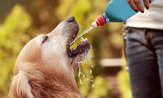 Dog drinking water from a bottle