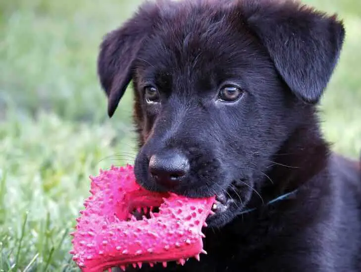 Black Labrador biting on a pink toy