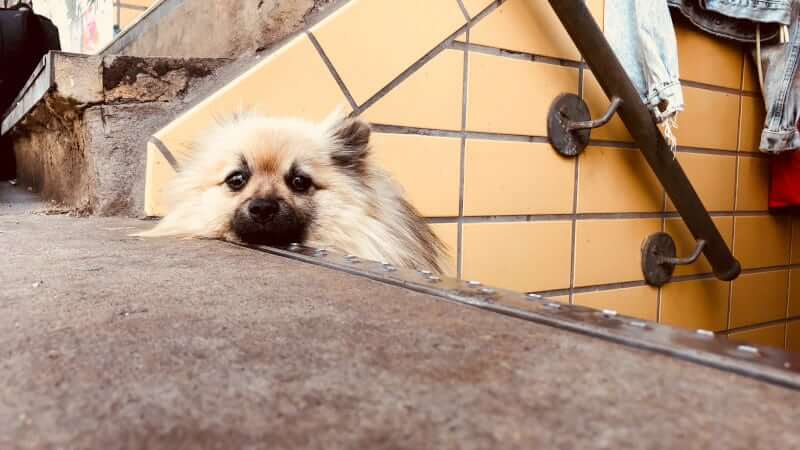 Little dog laying on public city stairs