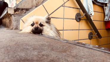 what age should puppies climb stairs