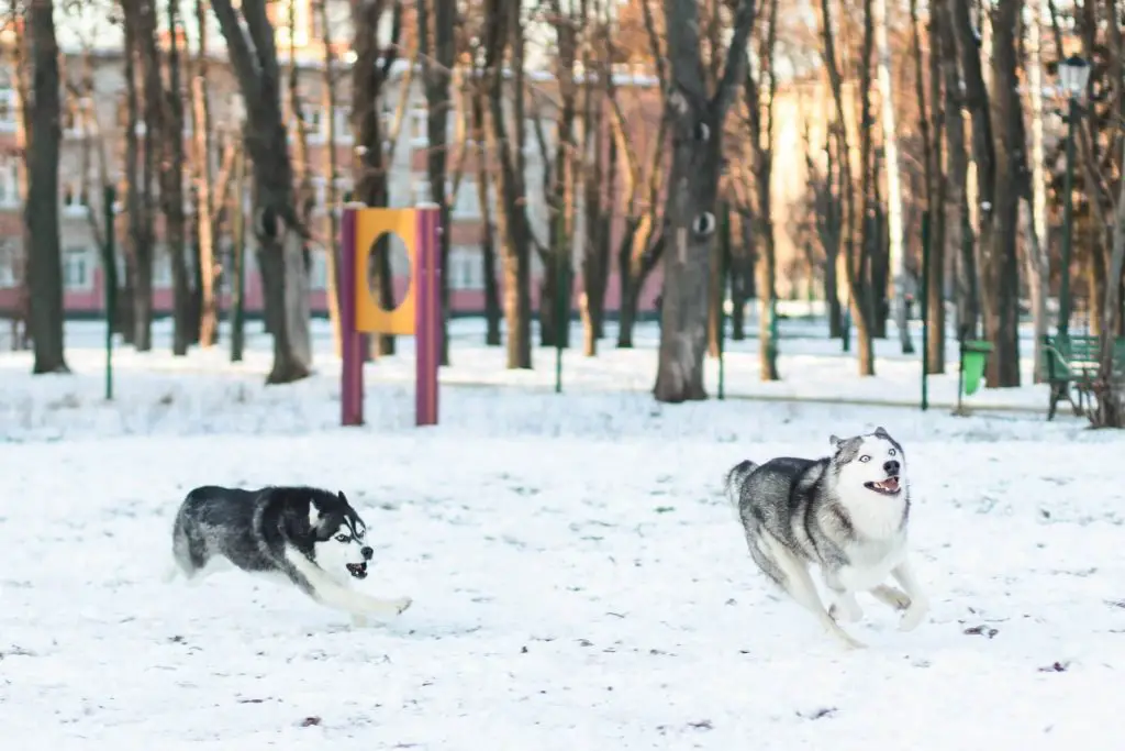 Dogs playing in the snow