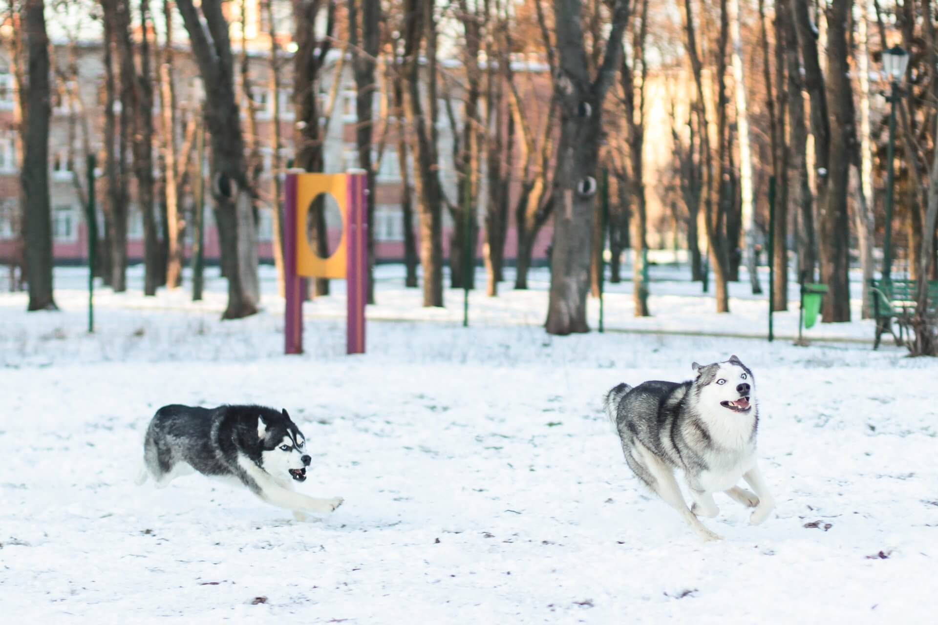 should-dogs-wear-shoes-in-the-snow-humbledogs