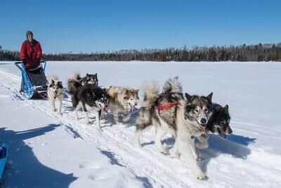 Your Do sled dogs really sleep in the snow?