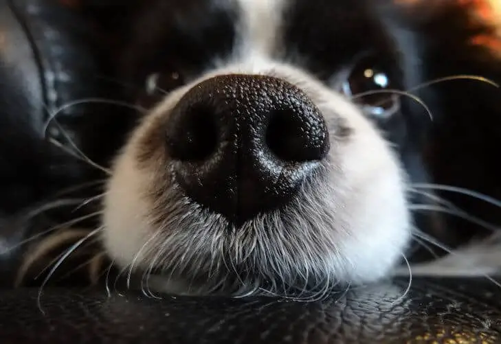 Close-up of a dog's nose
