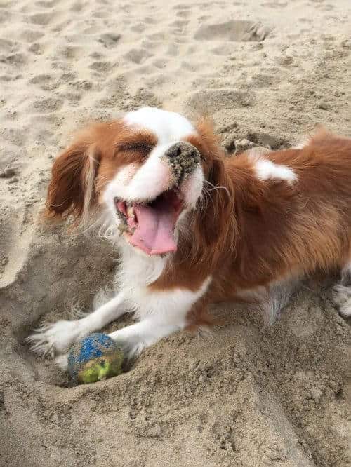 My dog Mayla playing in the sand