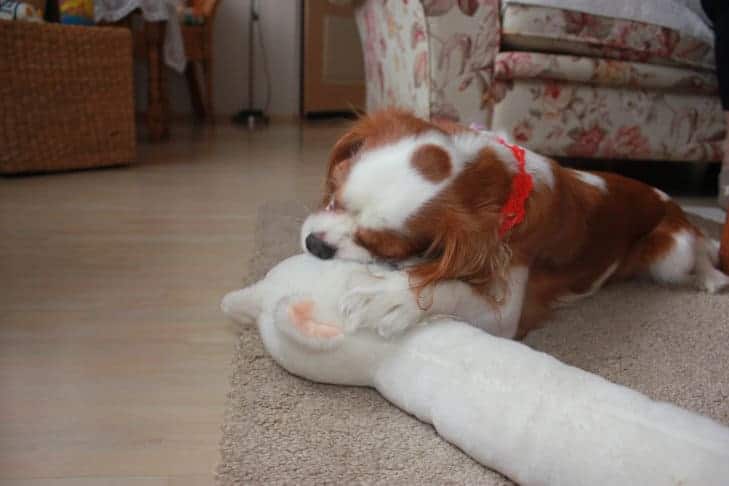 mayla my cavalier king charles chewing on a stuffed animal