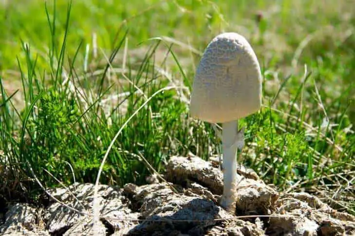 Ring of fertilizer around a mushroom