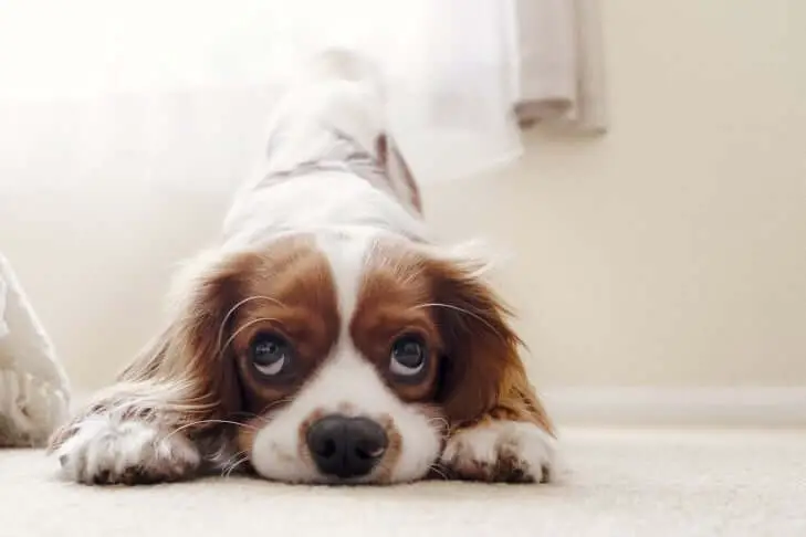 cavalier king charles spaniel looking lonely