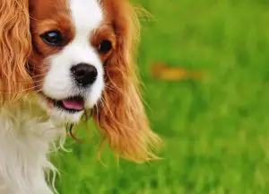 Are Cavalier King Charles Spaniels Hypoallergenic