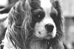 An Old Cavalier King Charles Spaniel black and white
