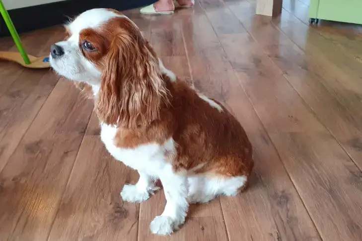 Can You Shave a Cavalier King Charles Spaniel – HumbleDogs