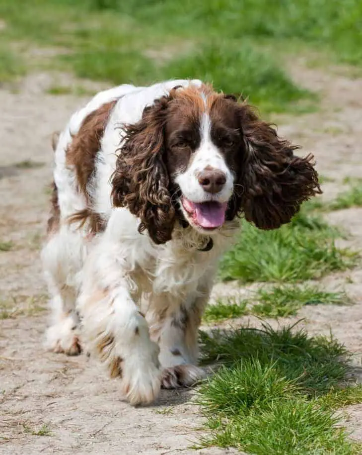 Springer Spaniel walking with his tongue out